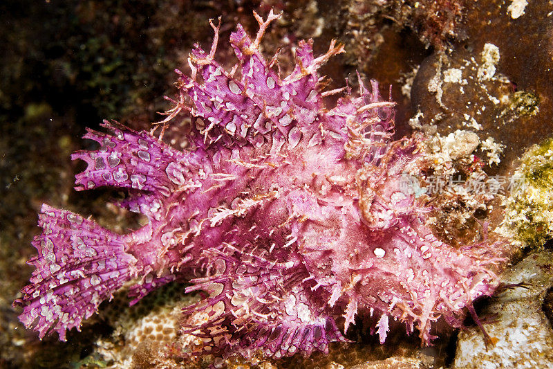 花边蝎子鱼（Rhinopias aphanes）